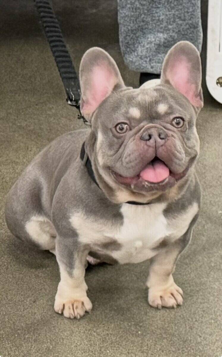 Frenchie needs a home image 1