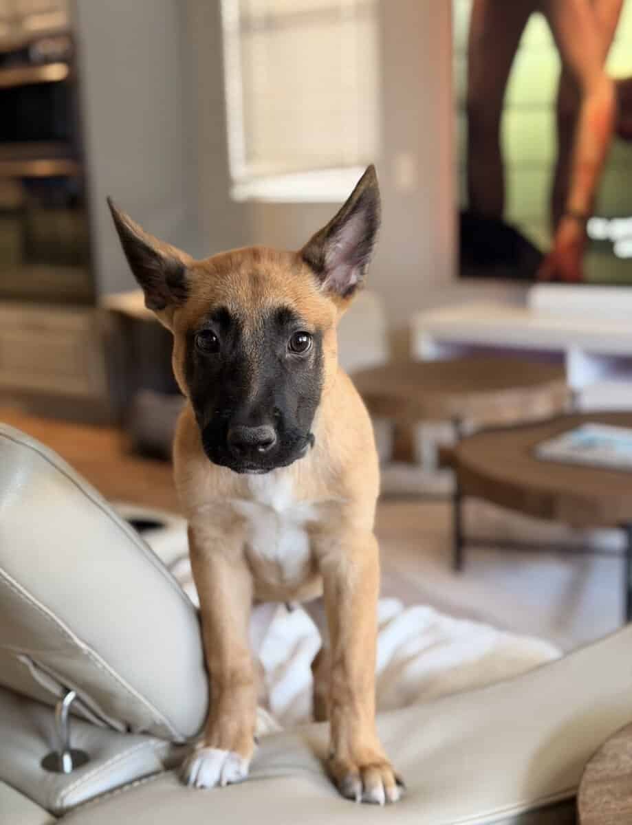 Rehoming Belgian Shepard puppy! Serious inquiries image 1