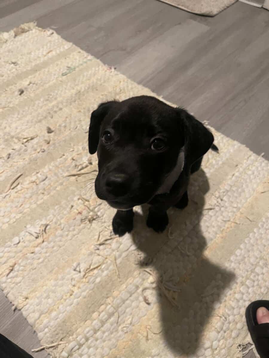 Black lab puppy image 6