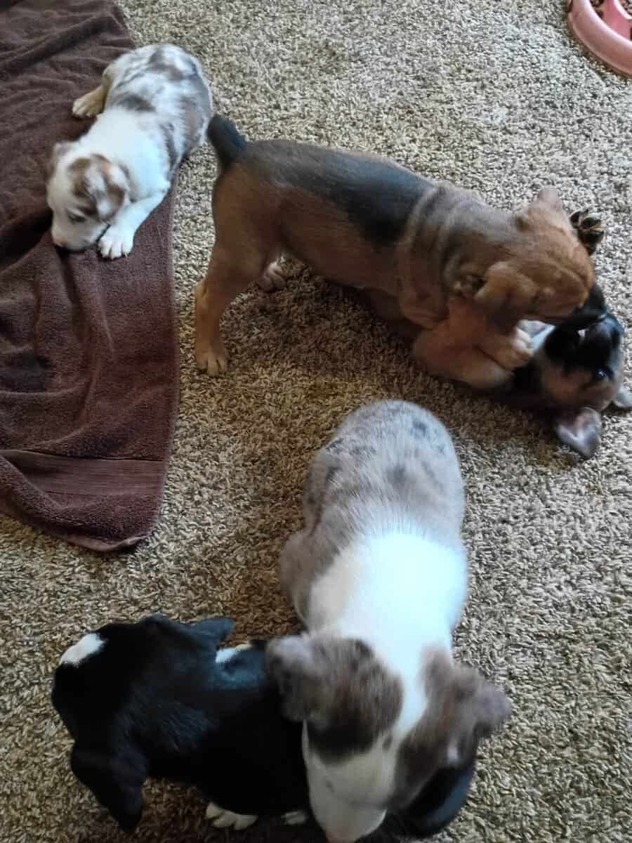American Bully lab mix puppies image 8