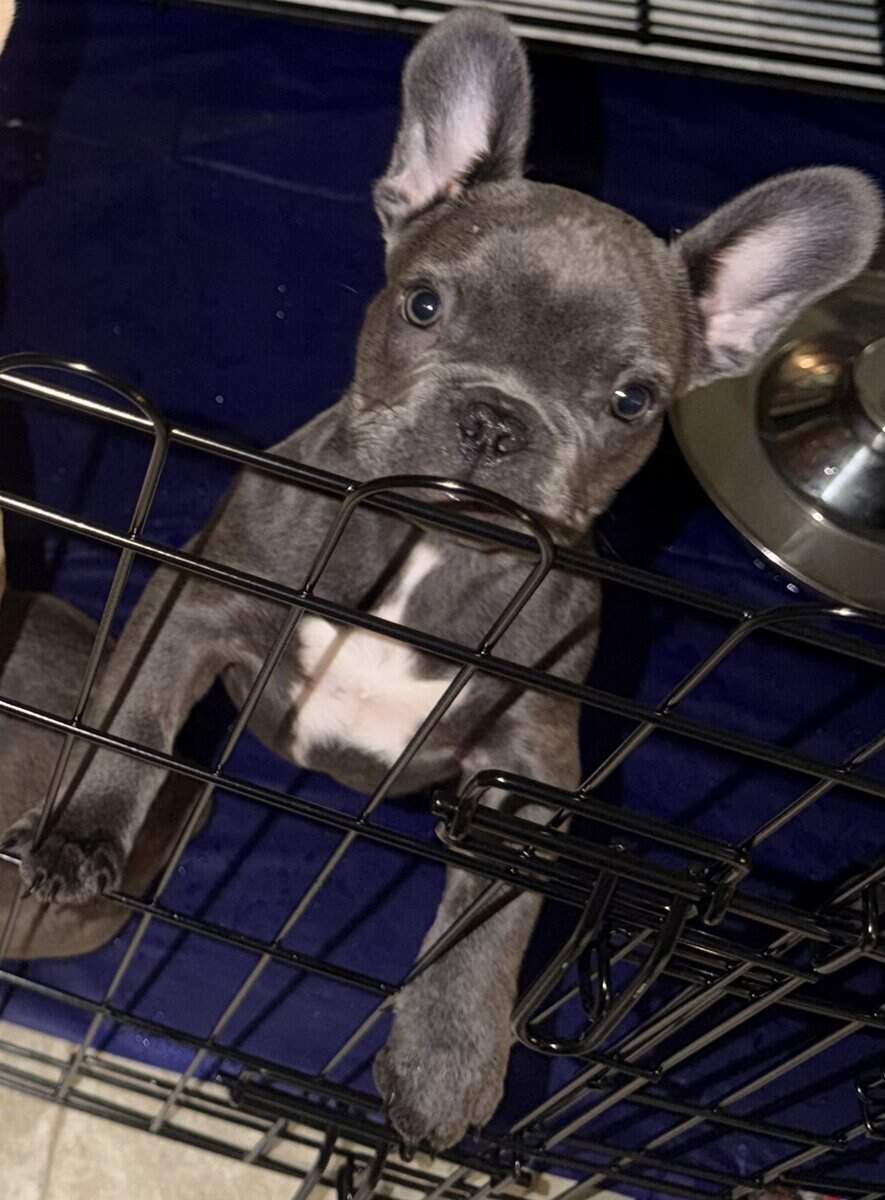 French Bulldog Puppies image 5