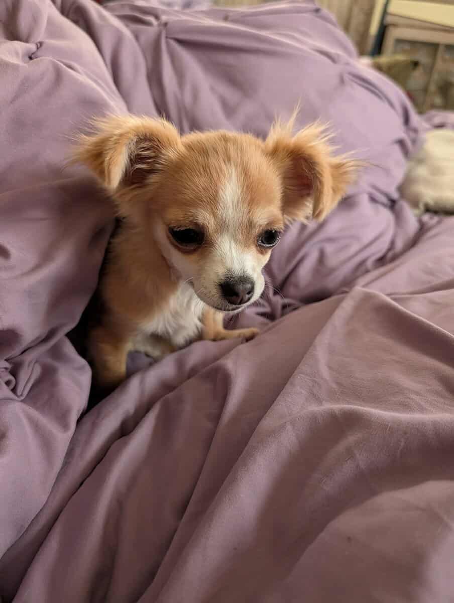 Beautiful Chihuahua puppies! image 7