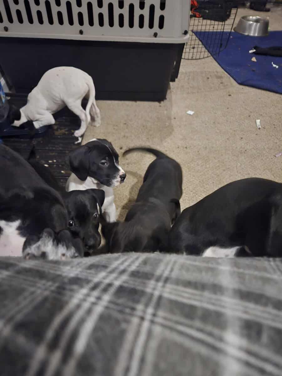 german short hair boxer mix puppies image 10