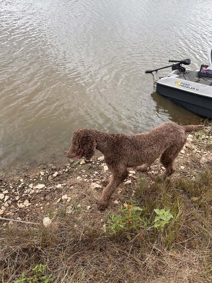 Standard Poodle Re-Home image 3