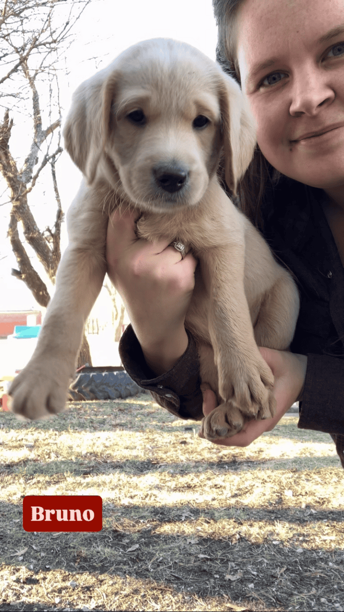 Kansas Labradoodles image 10