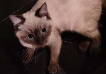 Georgie Male Siamese