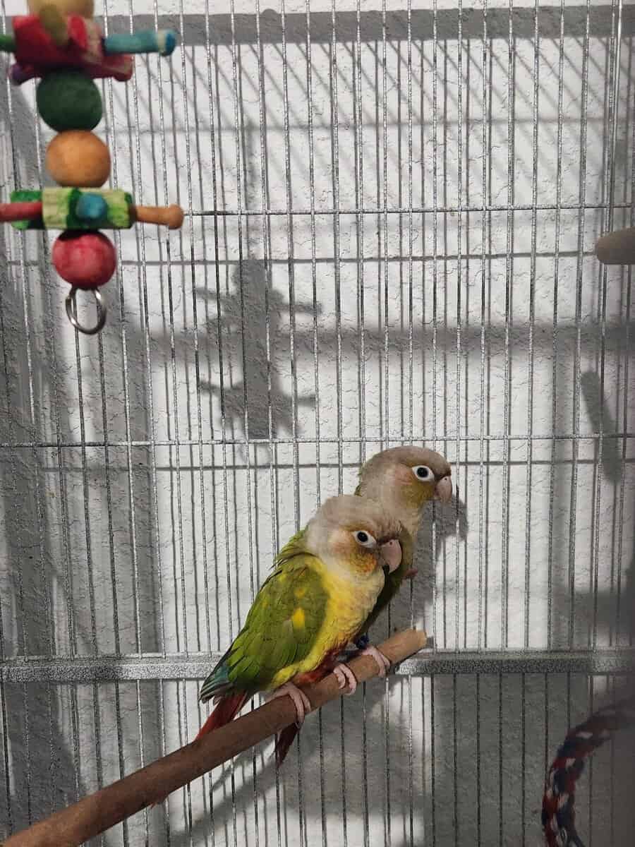 Pineapple green cheeck conures for trade image 1