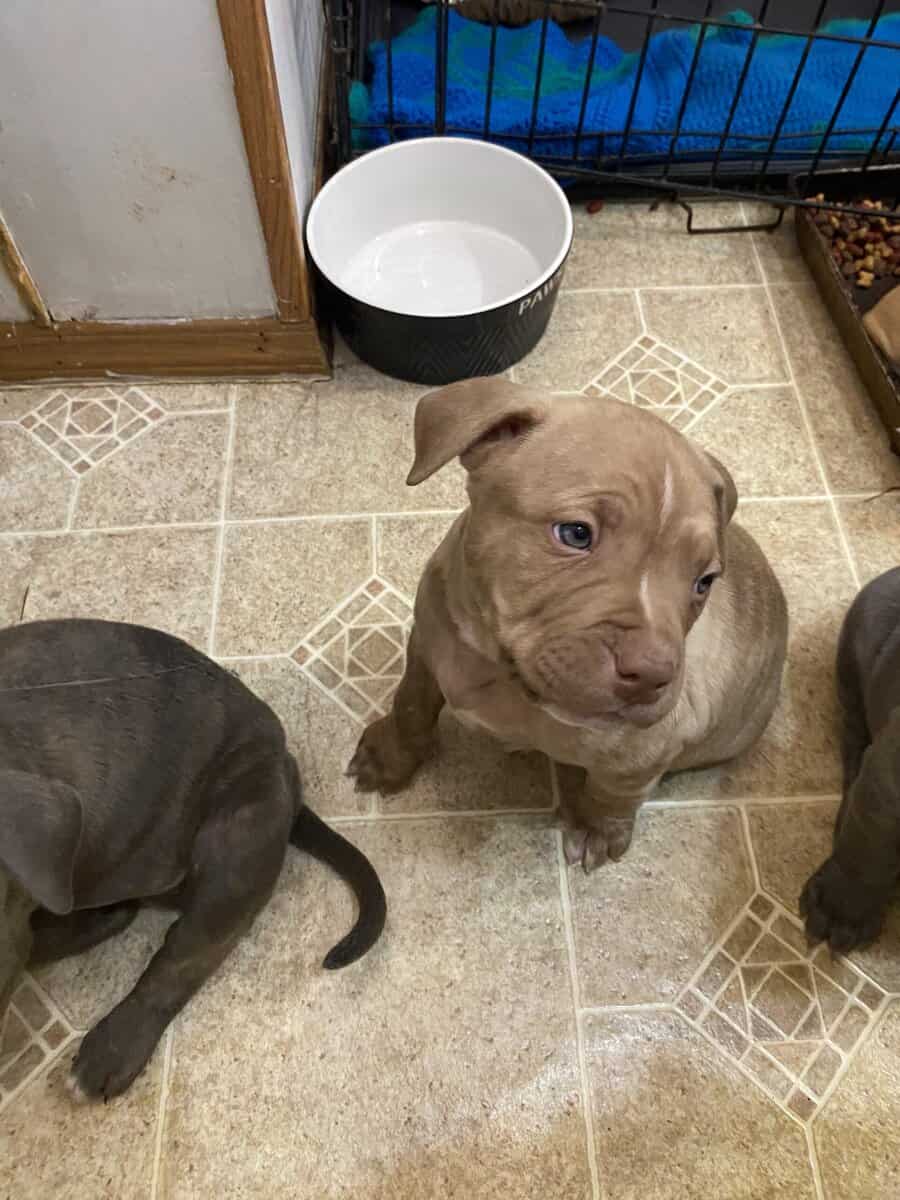 Pit bull puppies looking for forever home image 1