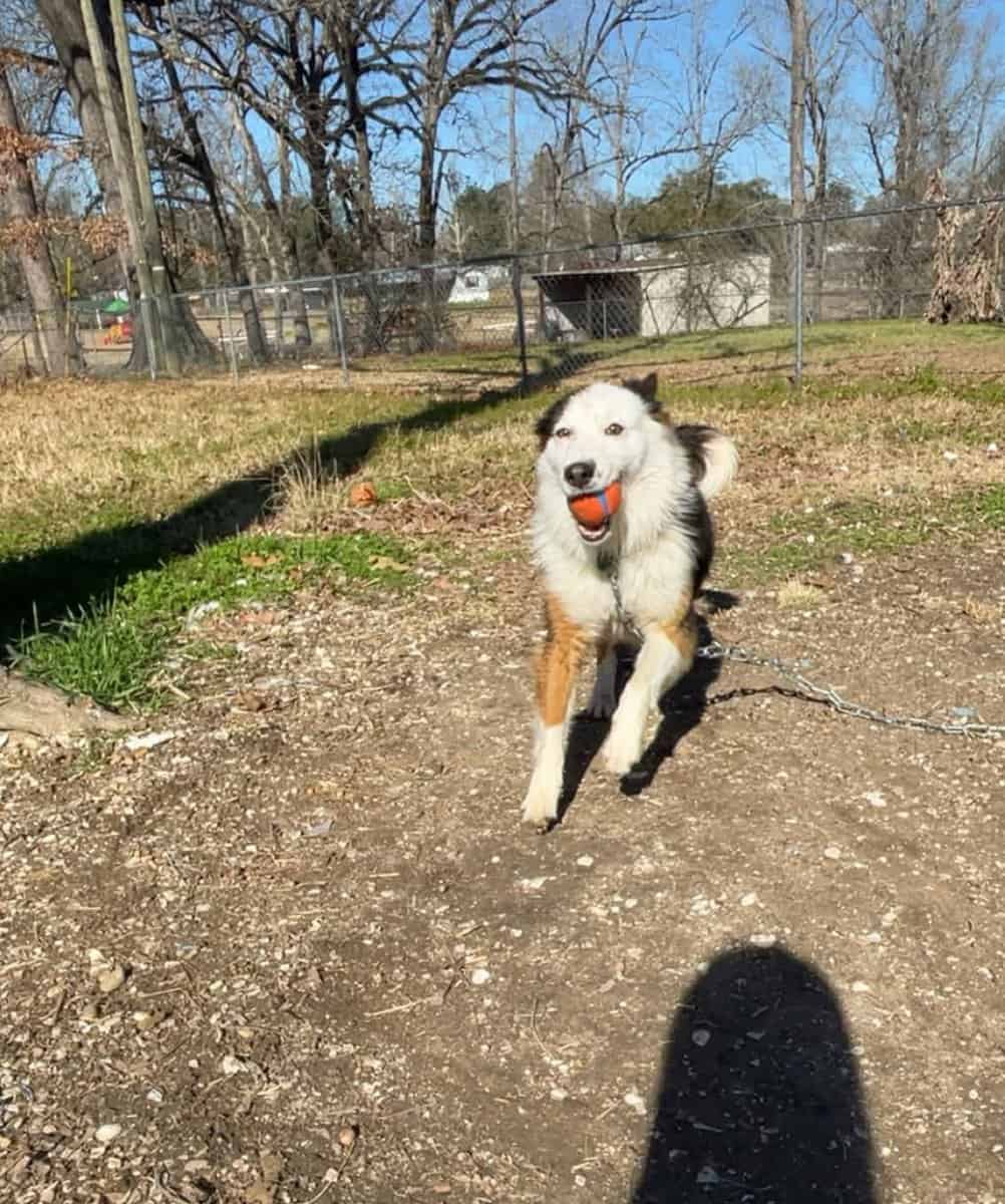 Australian shepherd mix image 4