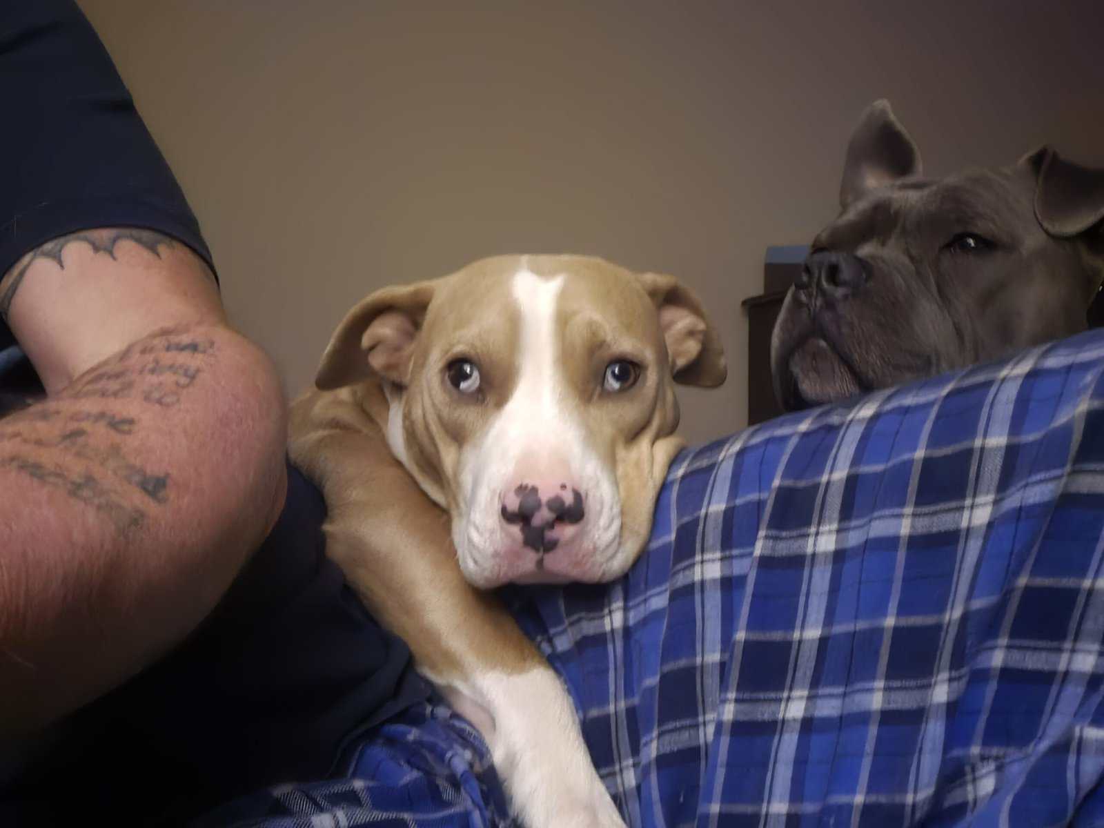 Sweet female 1/2 APT and 1/2 Pocket Bully image 3