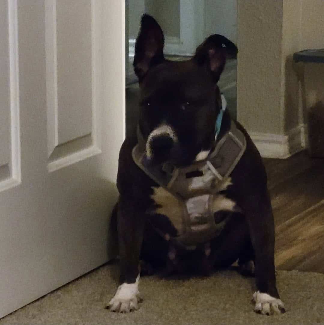Looking for a good home for my Izzy image 3