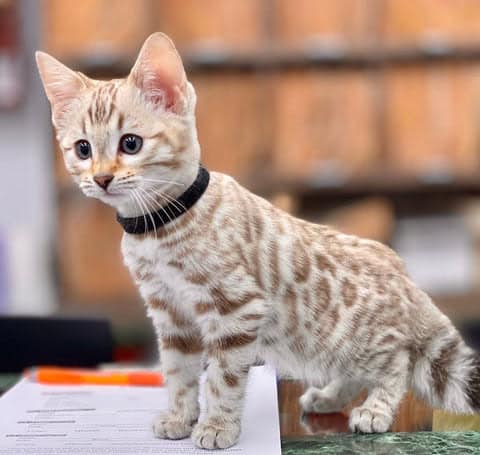 Bengal kittens for sale image 6