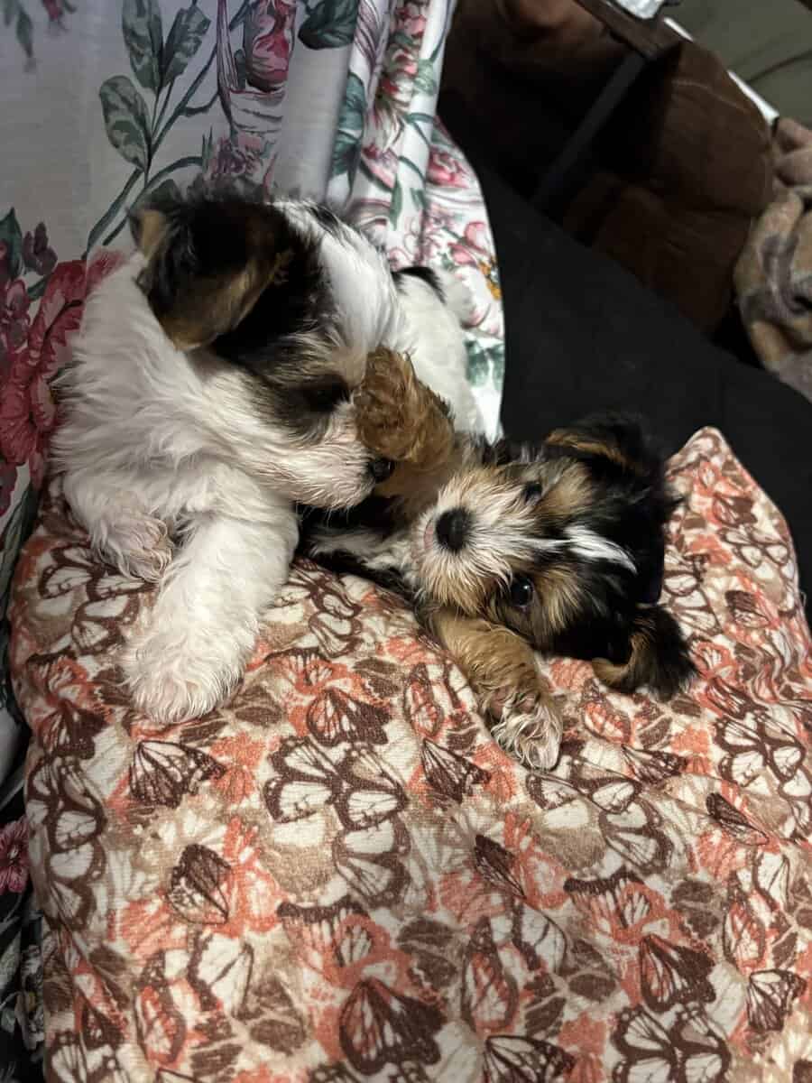 Yorkies yorkies!!!! image 6