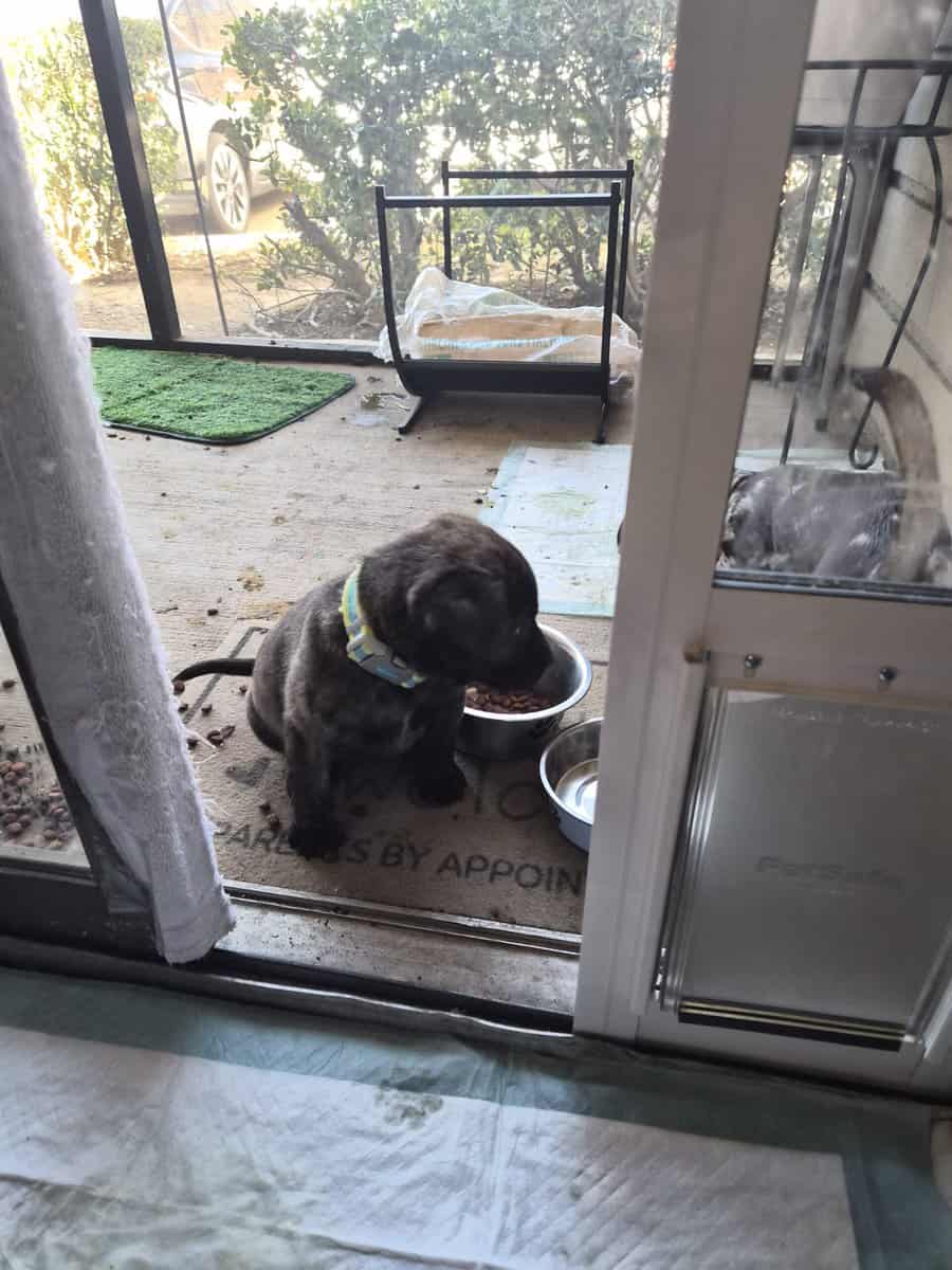 FREE PUPPY TO LOVING HOME image 1