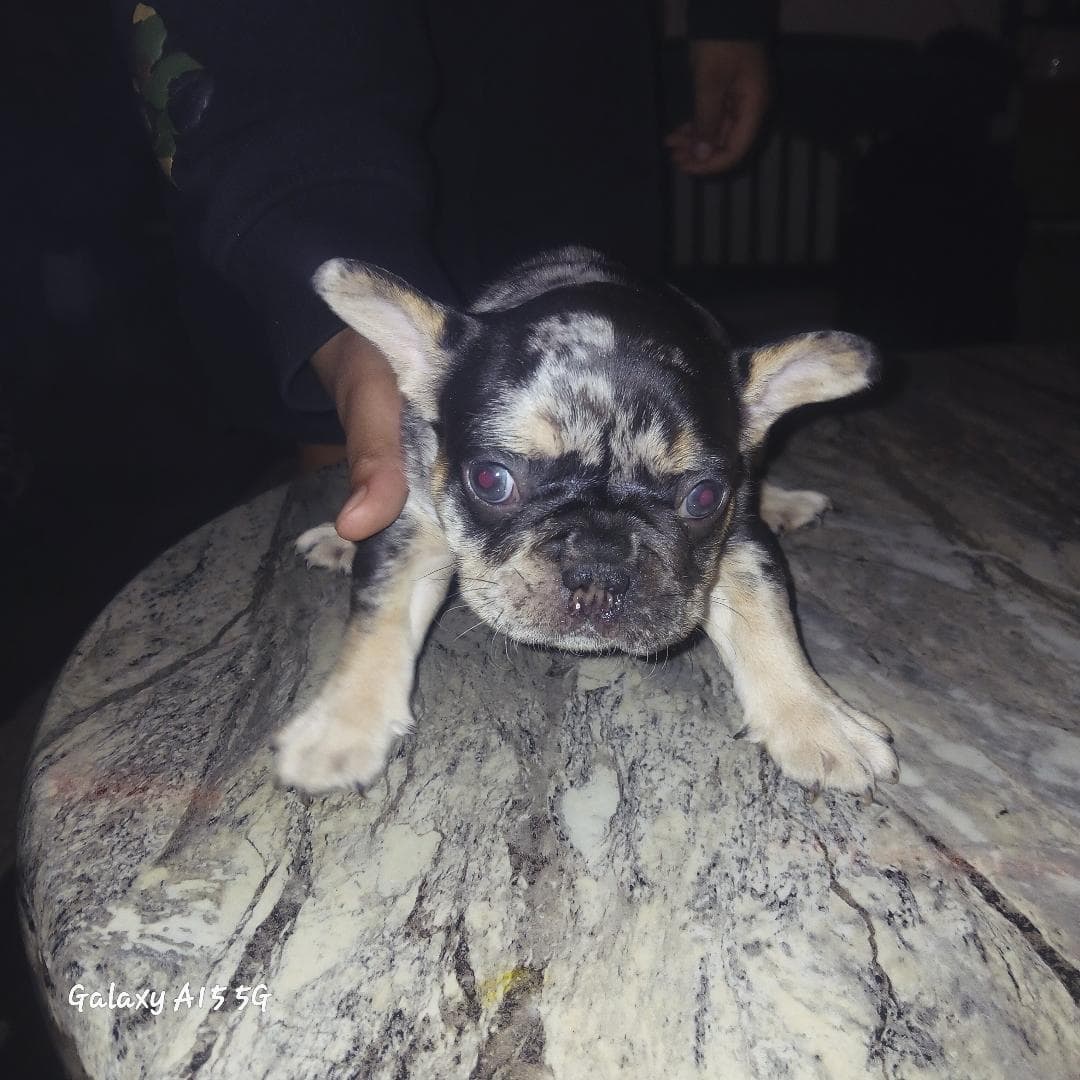 Frenchies ready for forever homes image 4