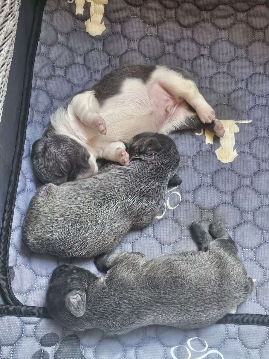 Fluffy French bulldog puppies image 2