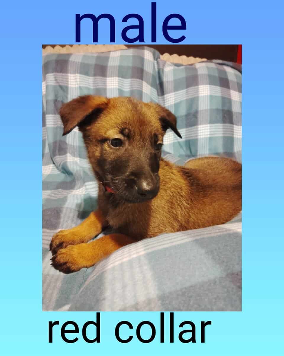 Belgian malinois image 6