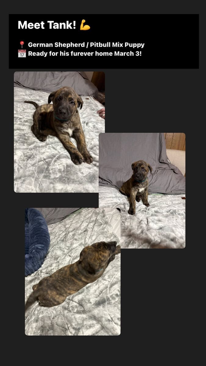 German Shepard/ pit bull puppies image 2