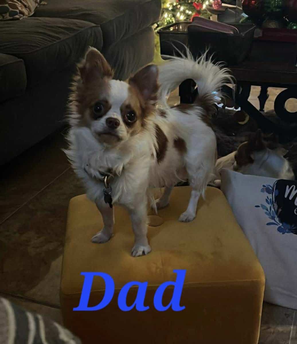 Long Coat Chihuahua image 2
