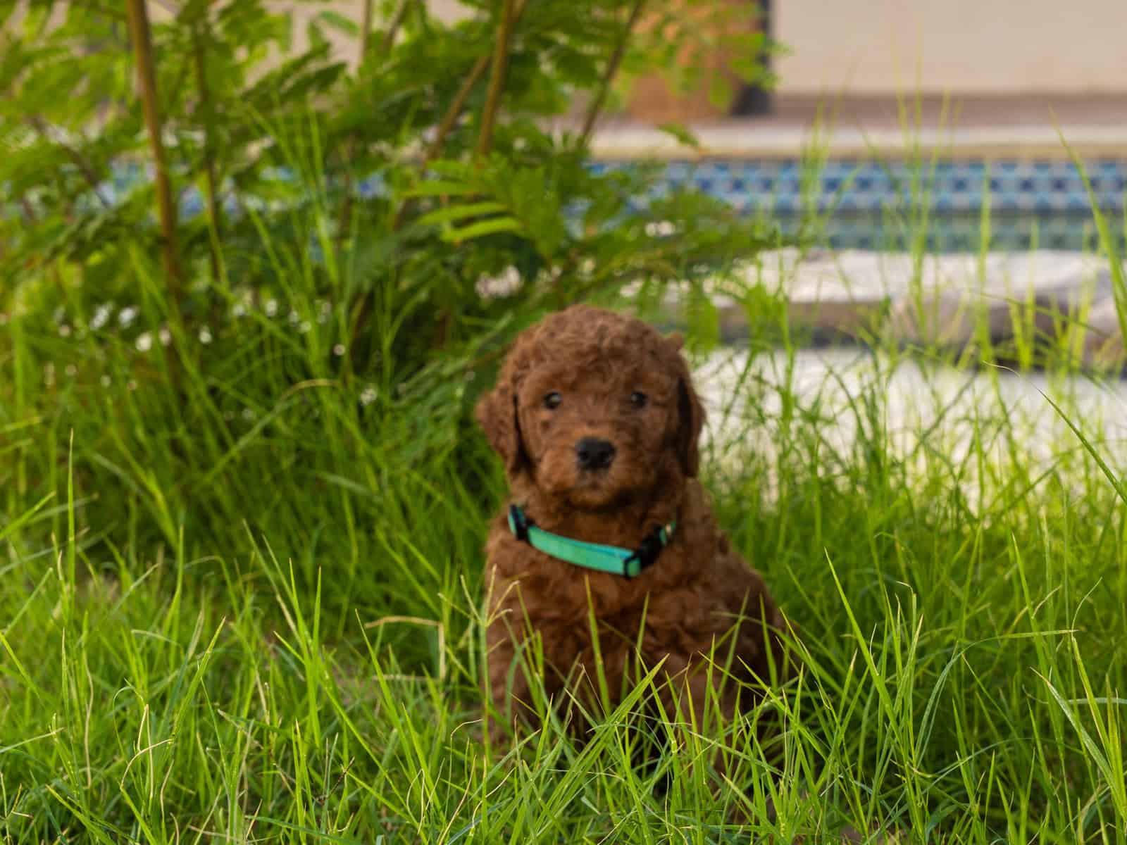 Natto - Family raised Male F1B Goldendoodle image 2
