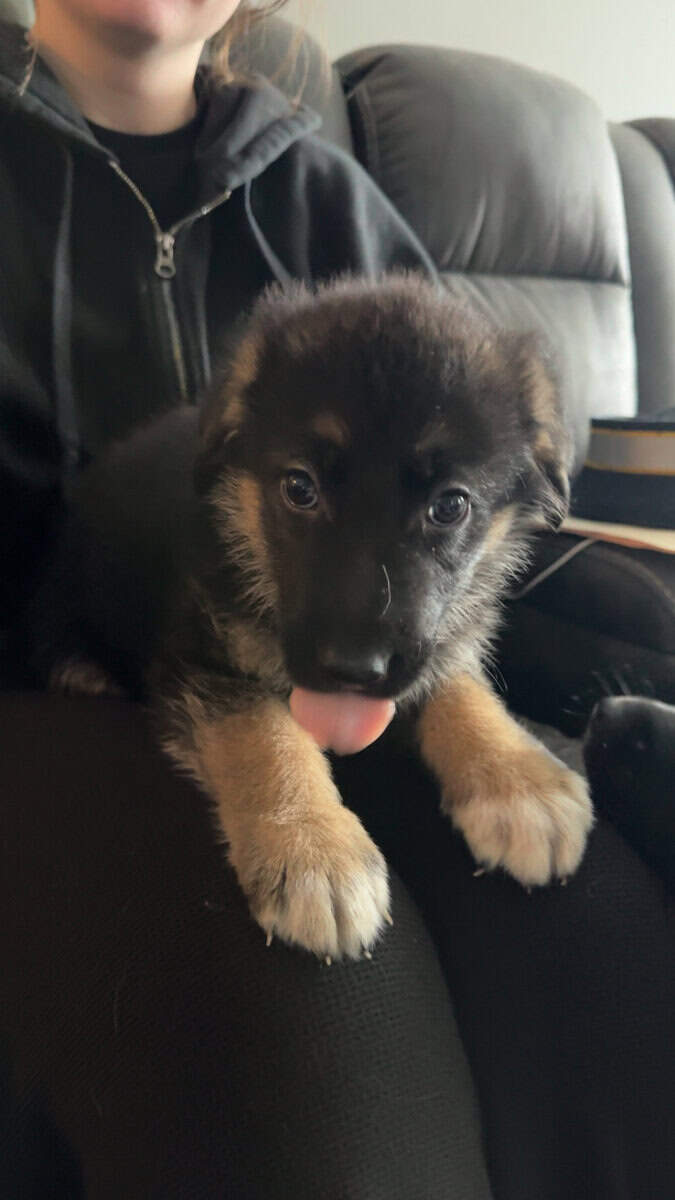 Anatolian/german shepherd mix image 6
