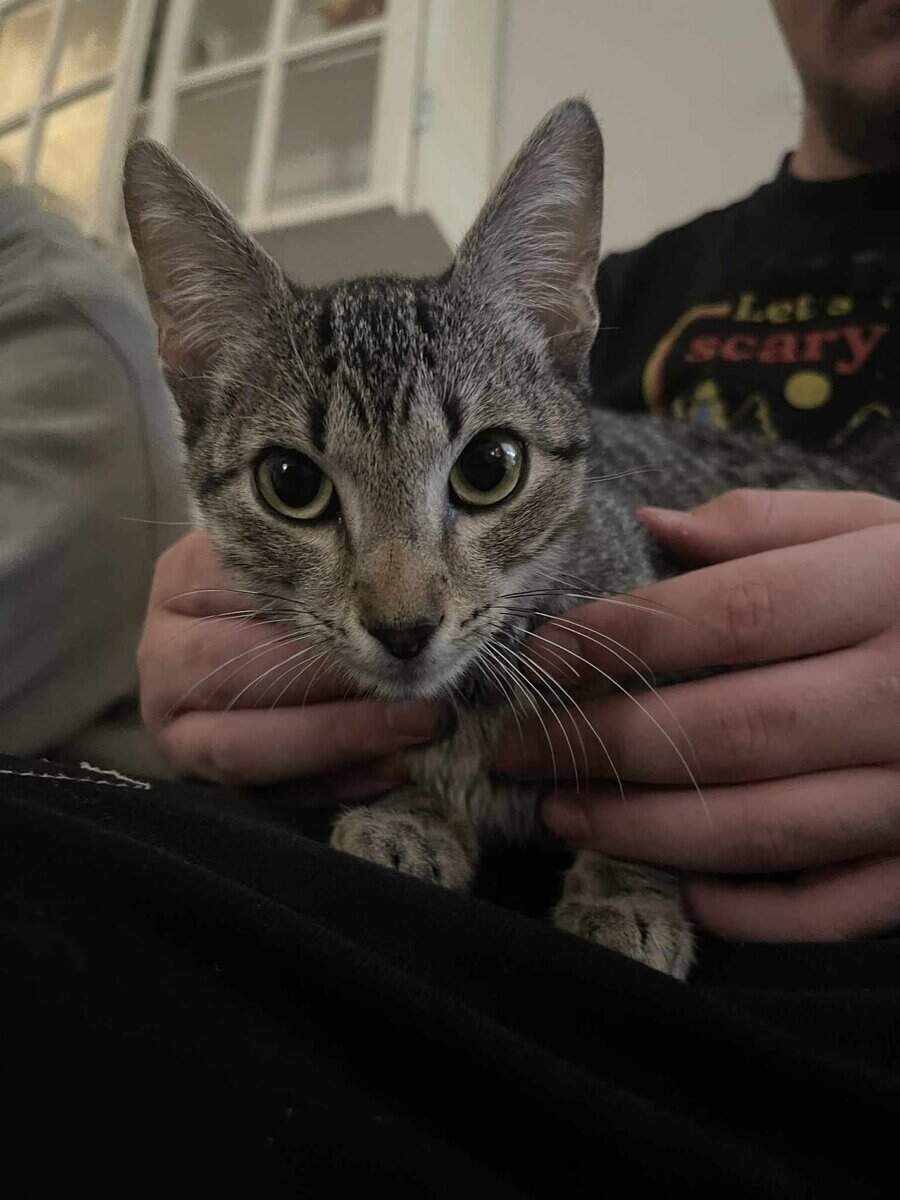 Bangel kitten image 2