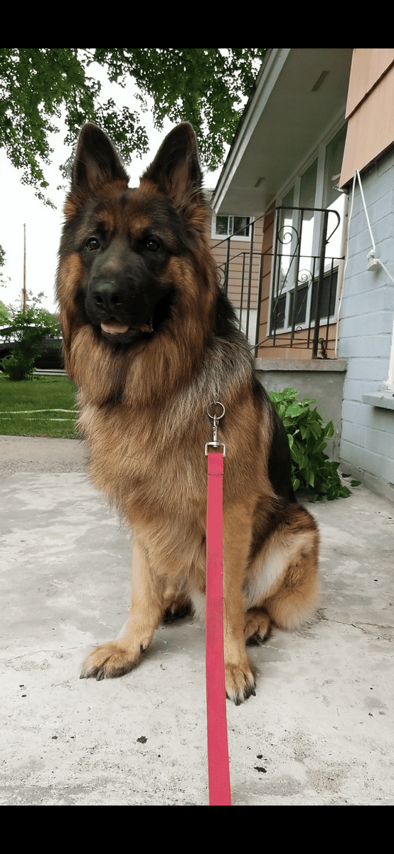 German Shepard Long Hair (Free) image 5