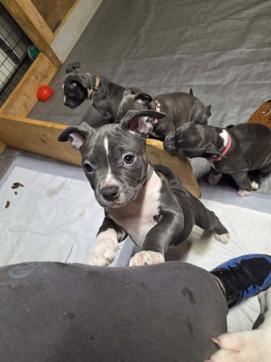 Pitbull puppies image 9