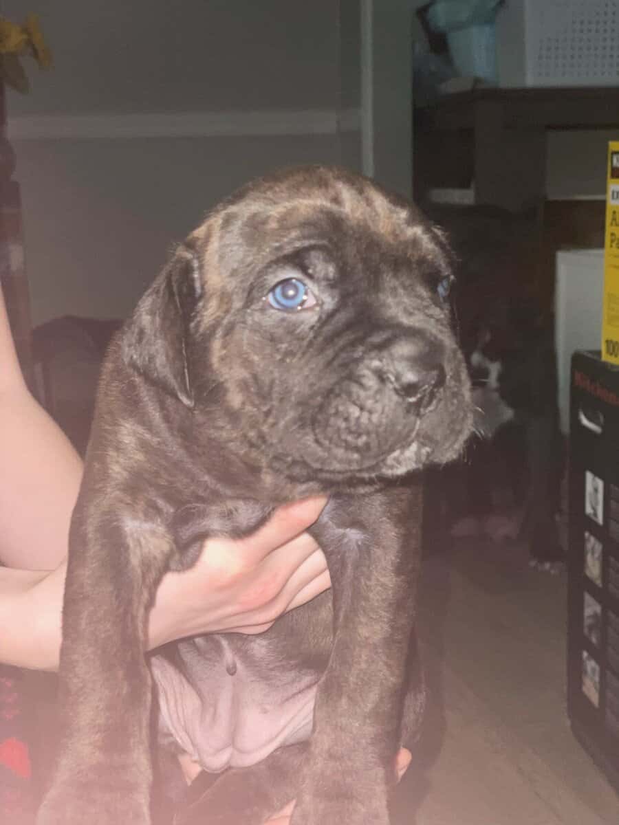 Cane Corso Puppies image 6