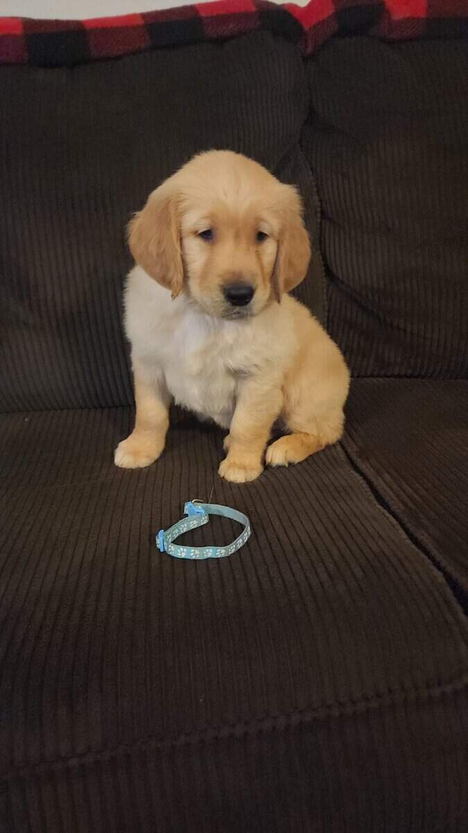AKC Golden Retriever Puppies image 10