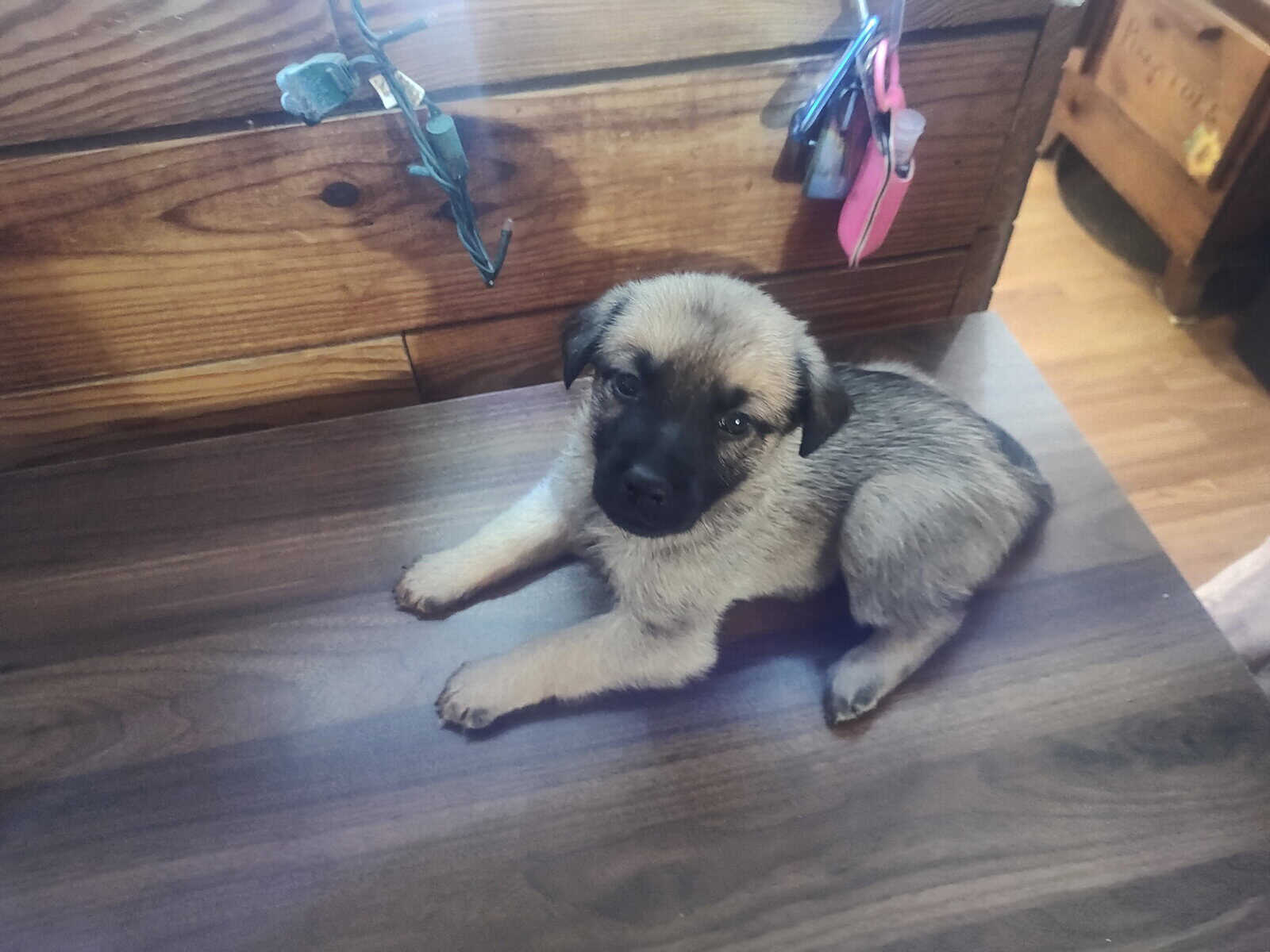 Rare Pibald GSD image 5