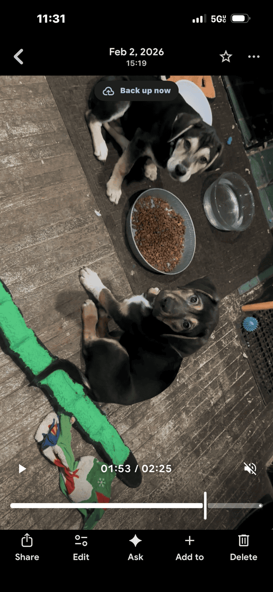 Rottie/Pointer mix puppies-free image 3
