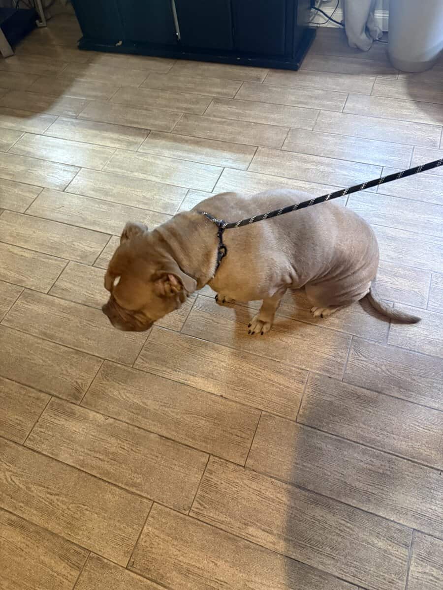 American Bull Dog image 3