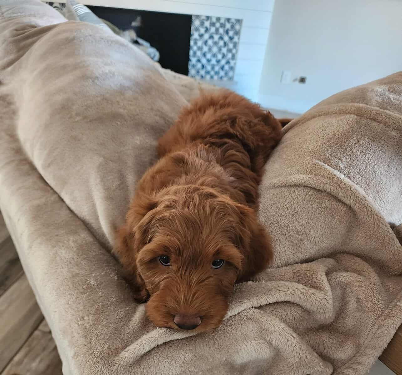 Goldendoodle image 4