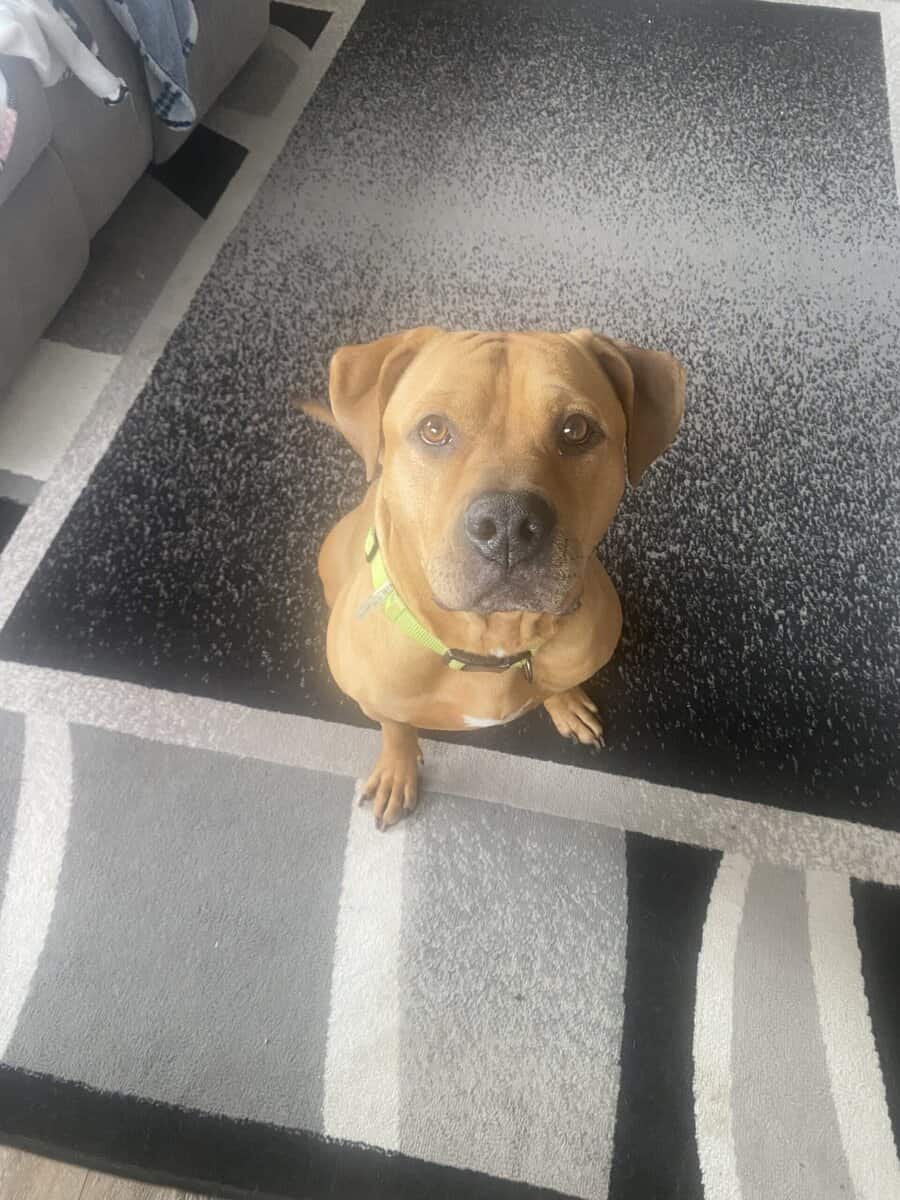 Rehome Dog image 1