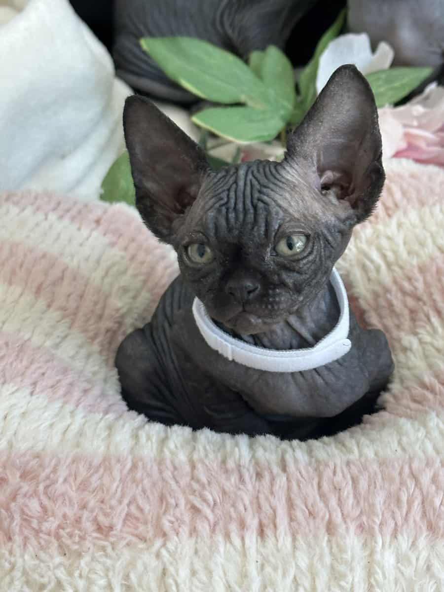 Sphynx image 4