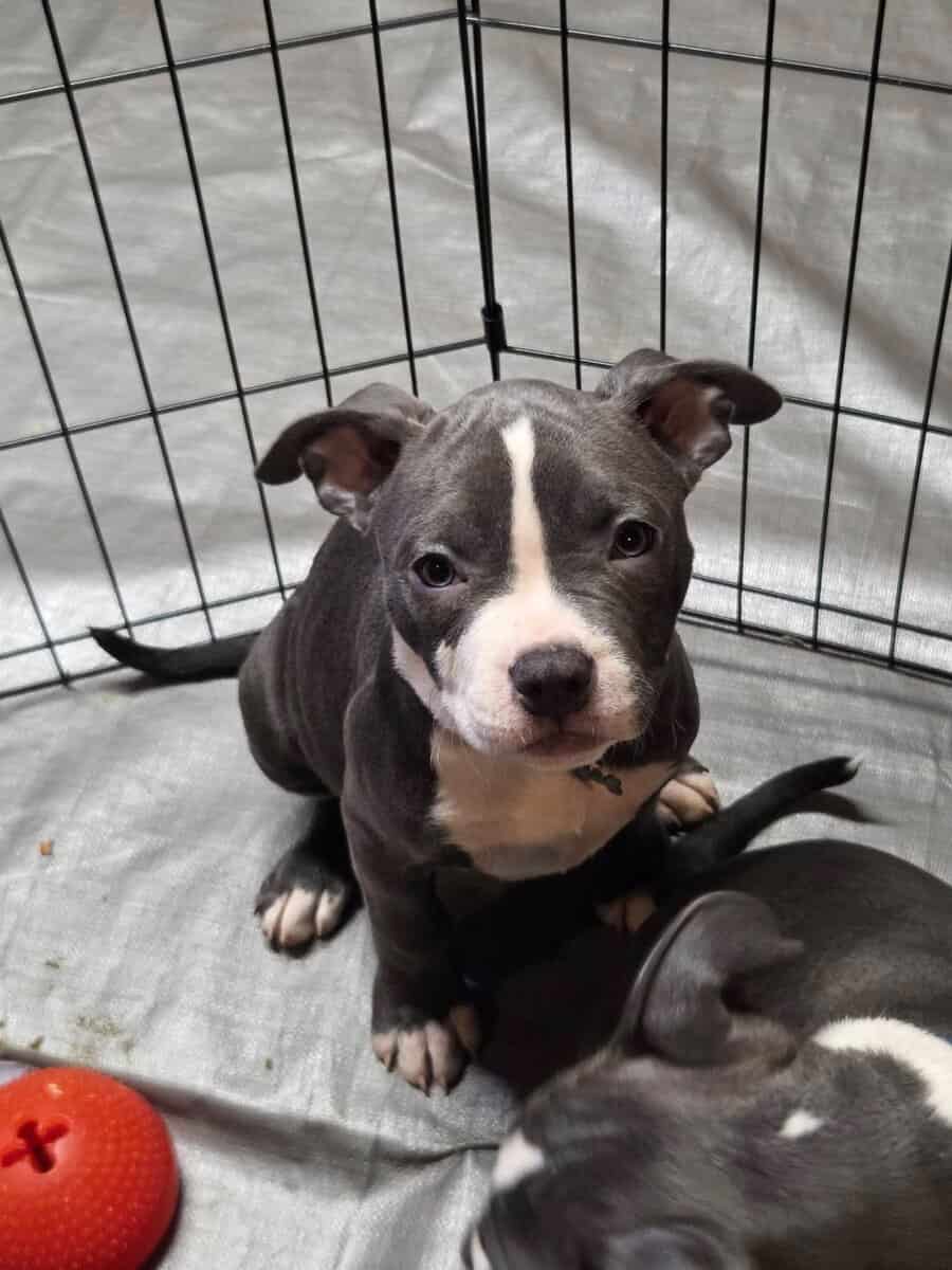 Pitbull puppies image 14