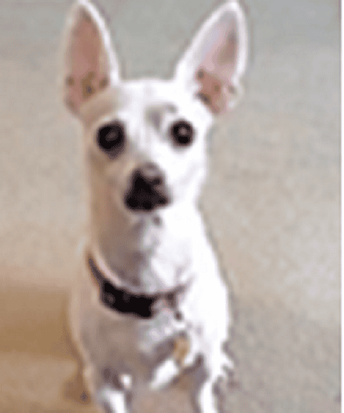 MUST REHOME CHIHUAHUA image 1