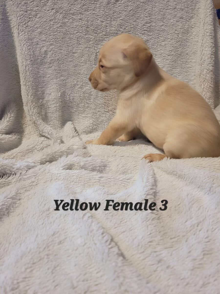 Lab Puppies image 6