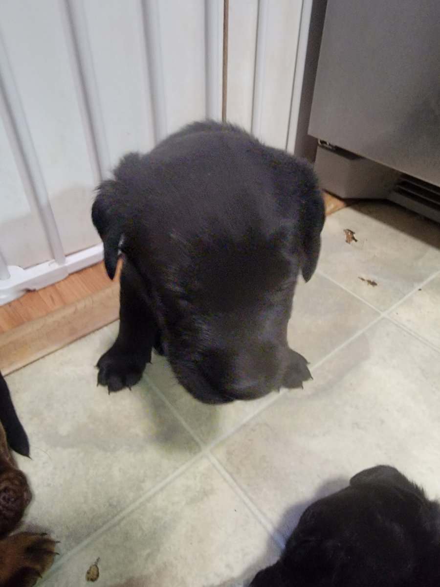 Chocolate lab/ Rotty mix image 8