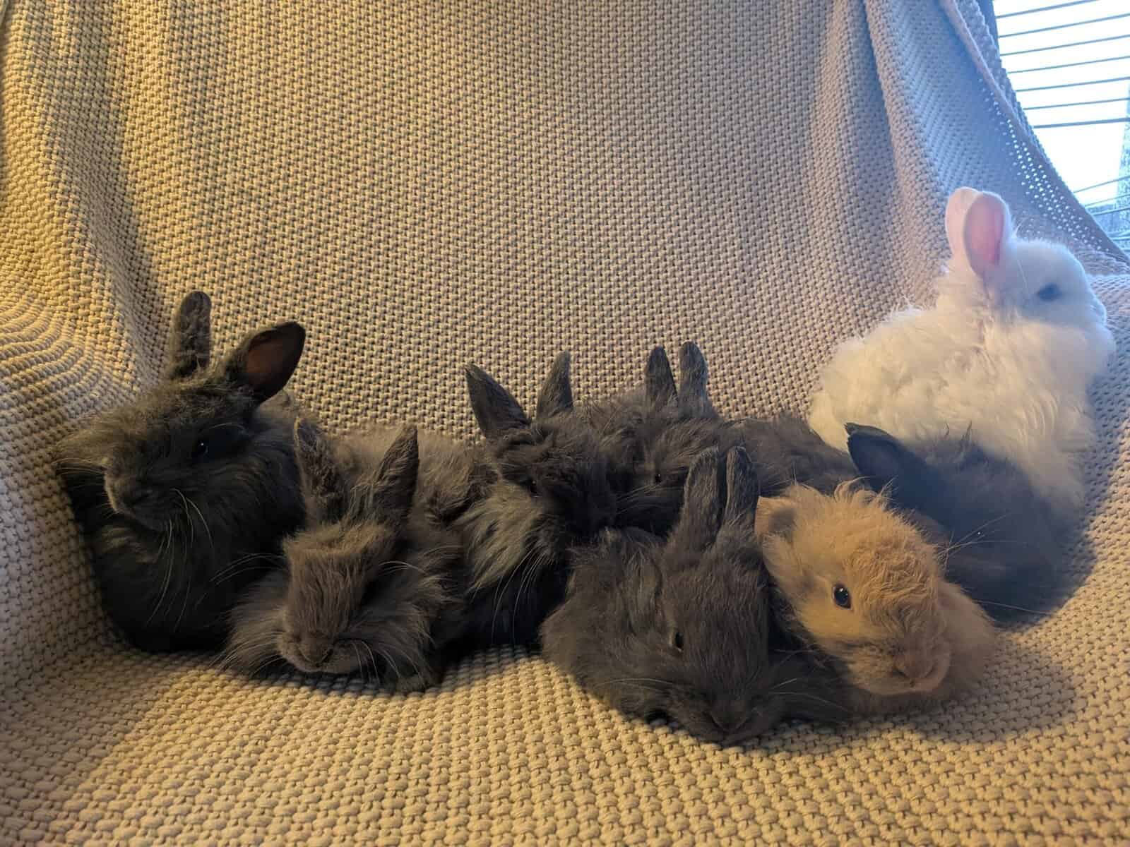 French Angora image 4