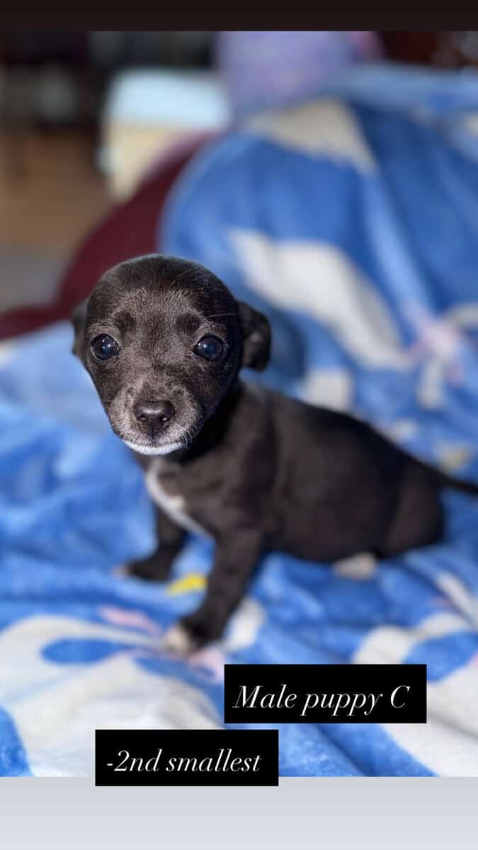 Chihuahua puppies image 3