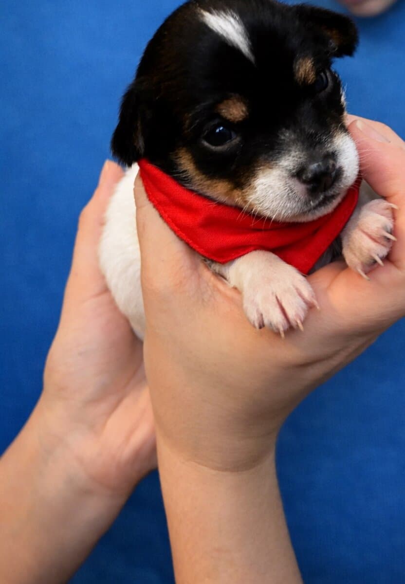 Male Chihuahua Puppies image 3
