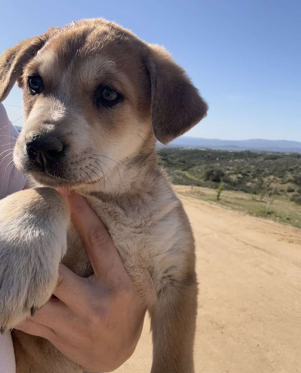 Puppy needs loving home-Great Pyr + Doberman image 1