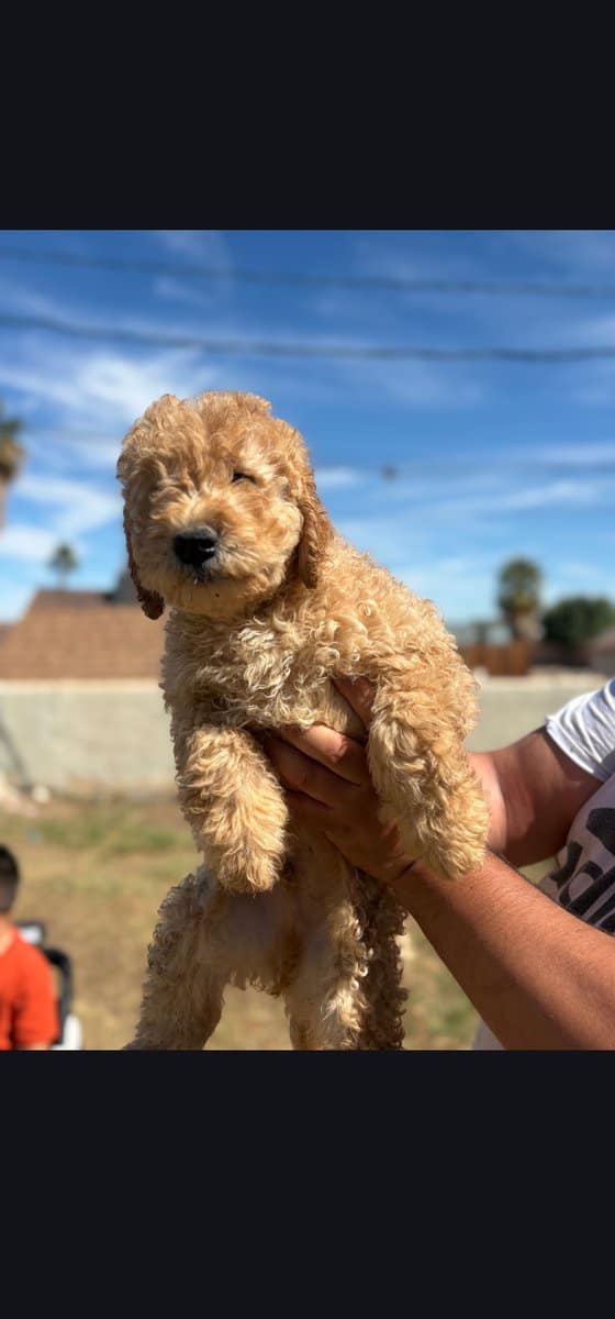 Udon - Family raised Male F1B Goldendoodle image 1