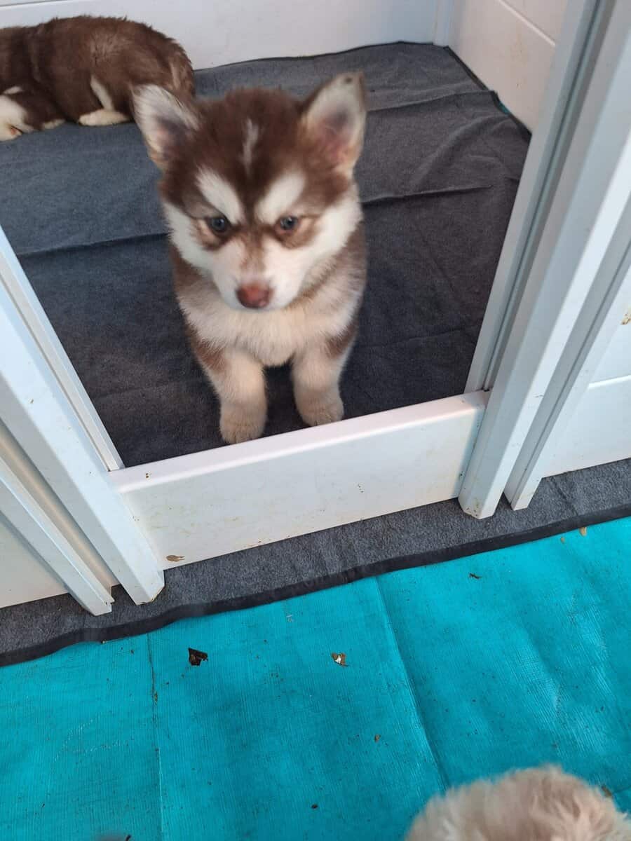 Siberian Husky Puppies image 3