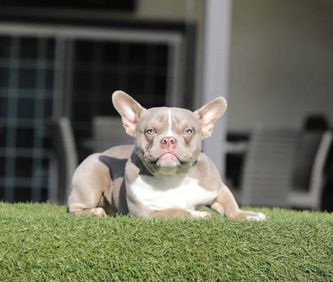 American Bully girls image 3