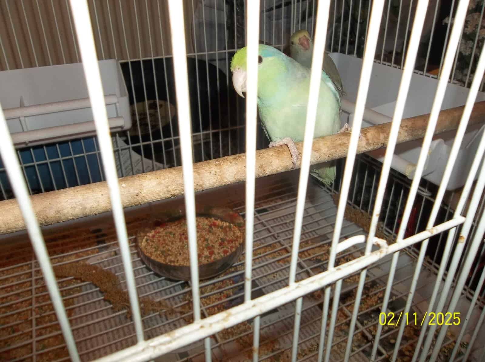 BEAUTIFUL PIED BABY PARROTLETS image 2
