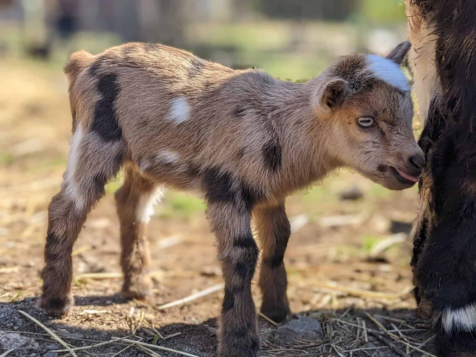 Baby Goats image 1