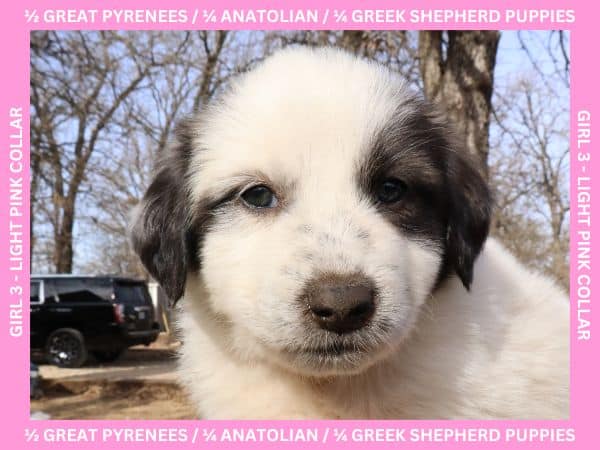 LGD Puppies-Great Pyrenees/Shepherd Mix image 11